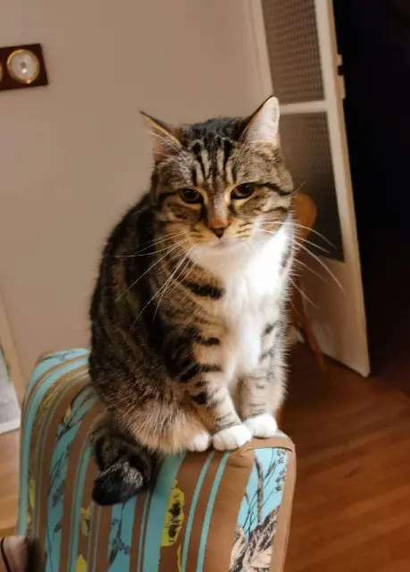 chatte lost    Angers Antigone