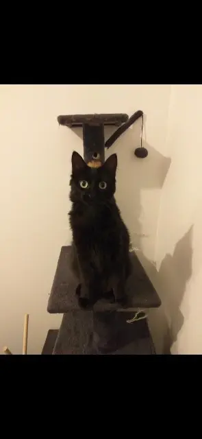 chatte lost    Angers Blanche