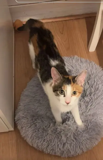 chatte lost    Angers Freya