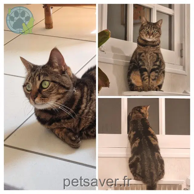 chatte lost    Angers Gala