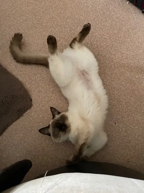 chatte lost    Angers Gaïa
