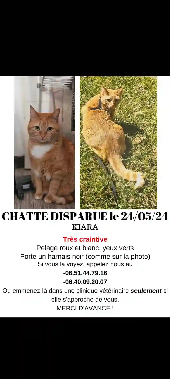 Chatte Perdue 49 Maine-et-Loire Angers - Kiara Chatte Perdue 49 Maine-et-Loire Angers - Kiara