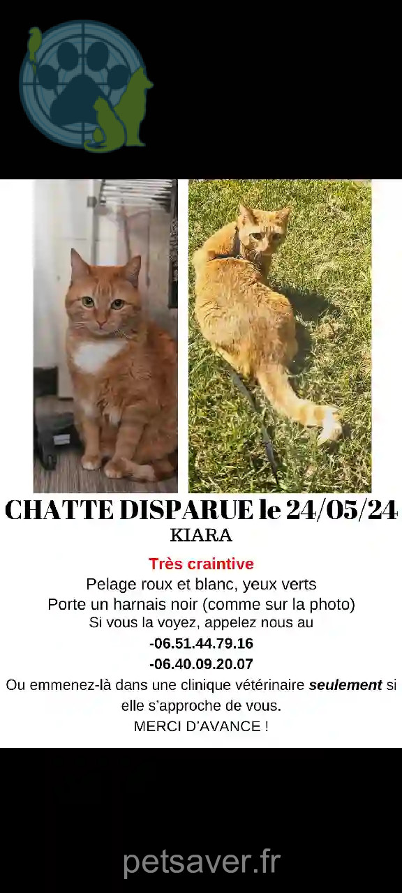 Chatte Perdue 49 Maine-et-Loire Angers - Kiara Chatte Perdue 49 Maine-et-Loire Angers - Kiara