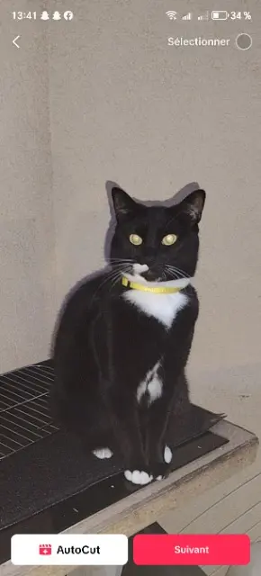 Katze vermisst Angers Kira Katze lost Angers Kira