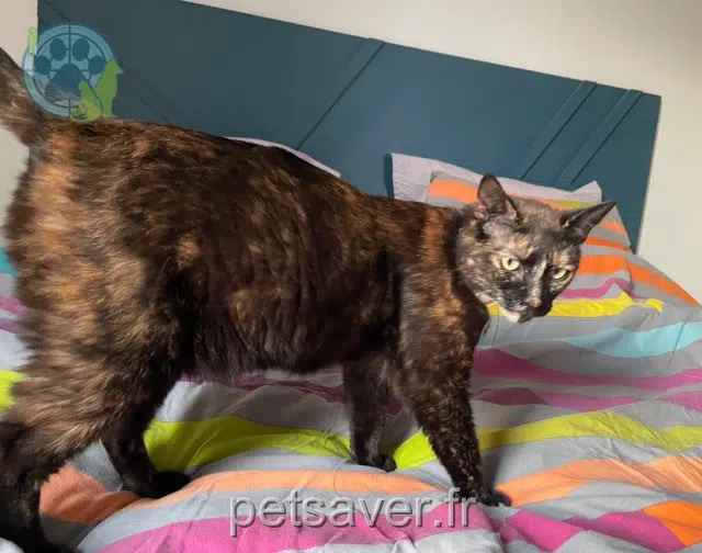 chatte lost    Angers Maya