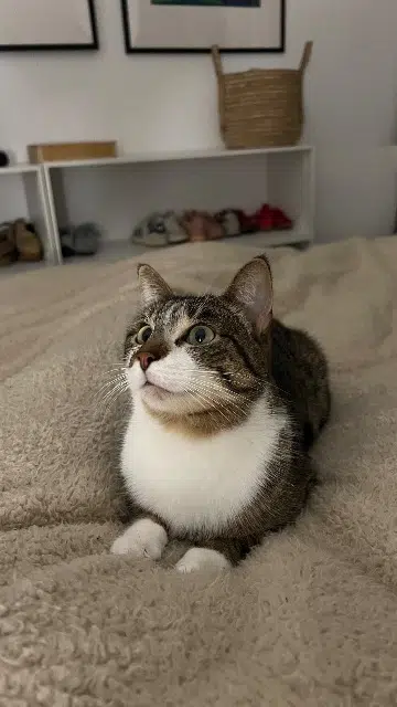 chatte lost    Angers Mira