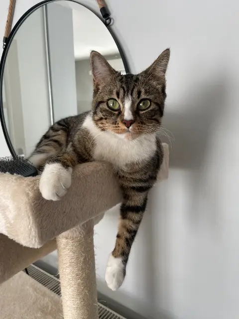 kat vermist Angers Naya kat lost Angers Naya