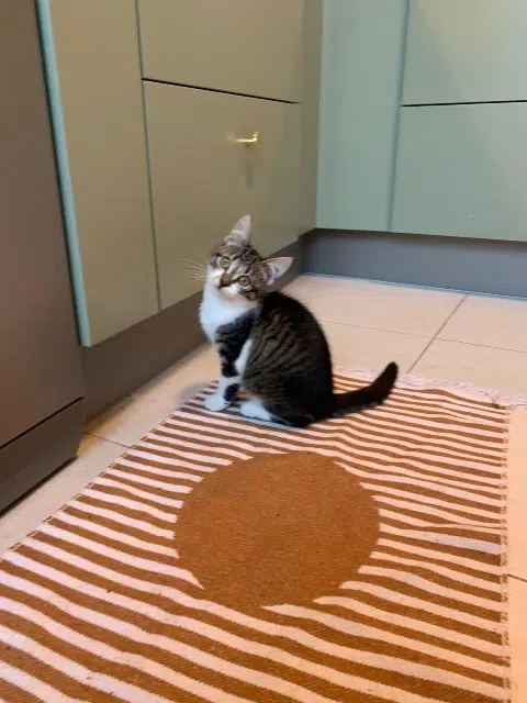 chatte lost    Angers Plume