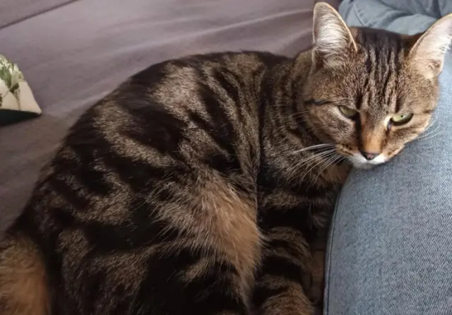 chatte lost    Angers Sangria