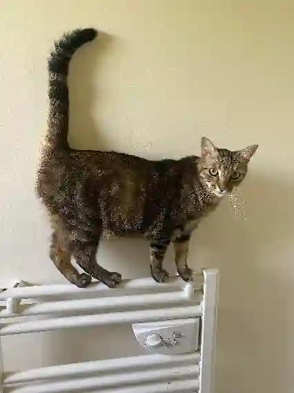 Chatte Perdue 49 Maine-et-Loire Angers - Shiny Chatte Perdue 49 Maine-et-Loire Angers - Shiny