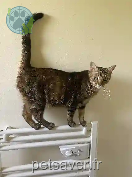 Chatte Perdue 49 Maine-et-Loire Angers - Shiny Chatte Perdue 49 Maine-et-Loire Angers - Shiny