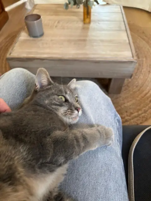 chatte lost    Angers Simone