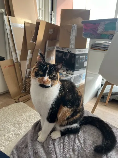 chatte lost    Angers Sushi