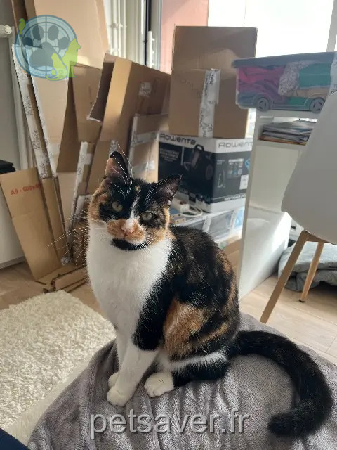 cat lost Angers Sushi cat lost Angers Sushi