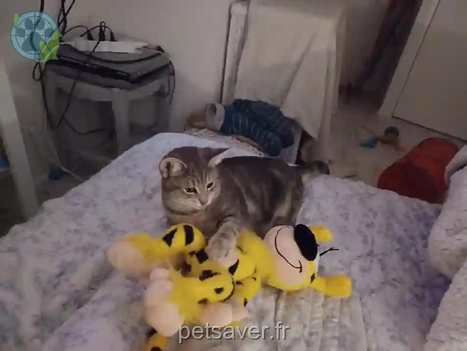 Chatte Perdue 49 Maine-et-Loire Angers - Tigrette Chatte Perdue 49 Maine-et-Loire Angers - Tigrette