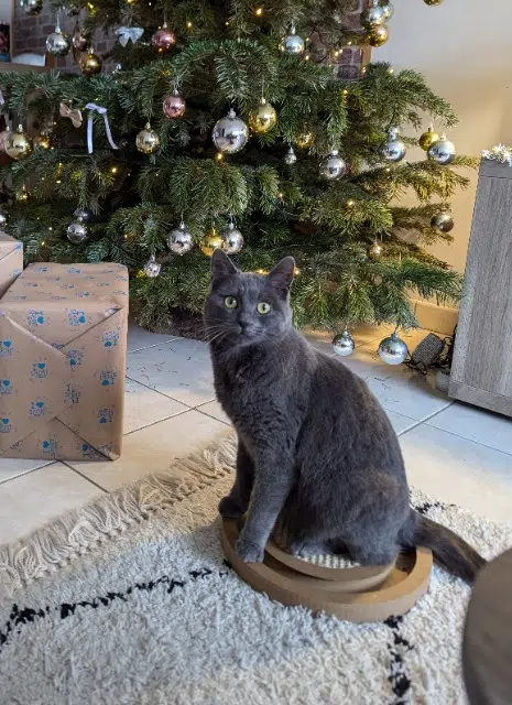 chatte lost   49510 Beaupréau-en-Mauges Albi