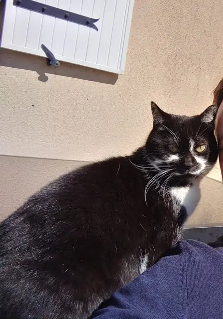 chatte lost    Beaupréau-en-Mauges Floki