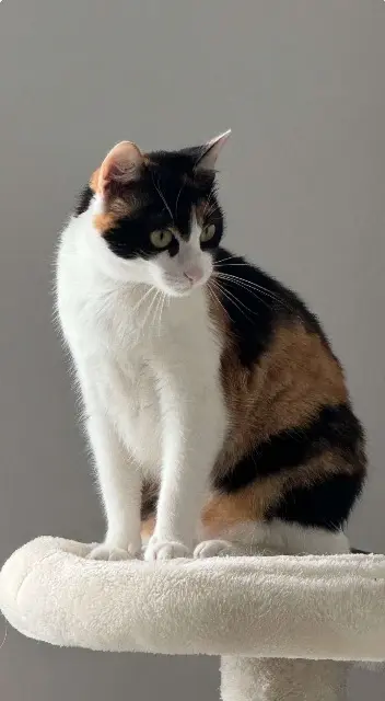 chatte lost    Beaupréau-en-Mauges Yuna