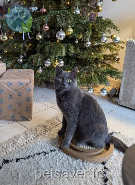 kat lost   49510 Beaupréau-en-Mauges Albi