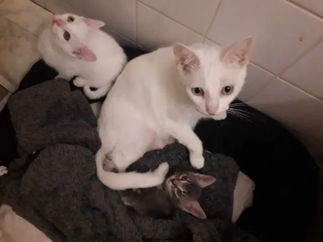 chatte lost    Beaupréau-en-Mauges Marie