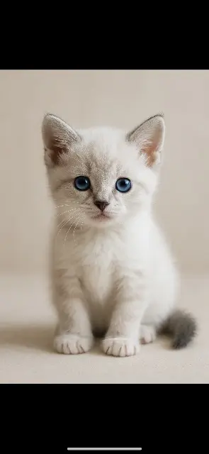 chatte lost    Beaupréau-en-Mauges Suzie