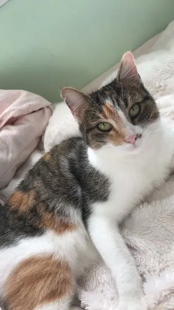 chatte lost    Bellevigne-les-Châteaux Jasmine