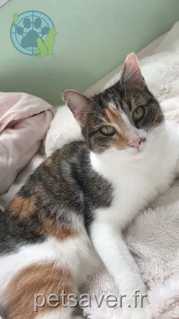 chatte lost    Bellevigne-les-Châteaux Jasmine