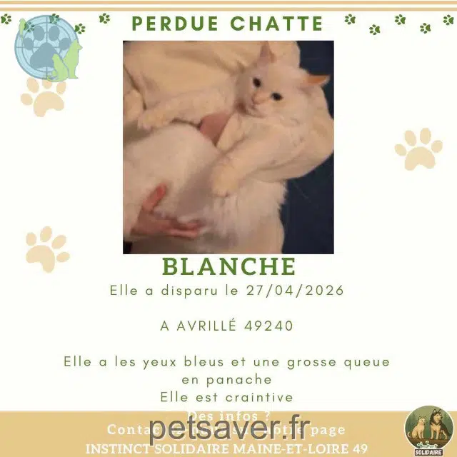 chatte lost   49240 Avrillé Blanche