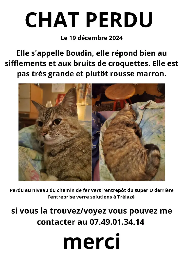 Chatte Perdue 49 Maine-et-Loire - Boudin