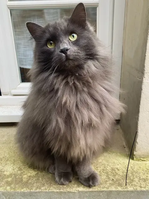 chatte lost   49320 Brissac-Loire-Aubance Alba