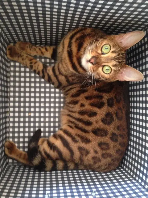 chatte lost   49320 Brissac-Loire-Aubance Havane