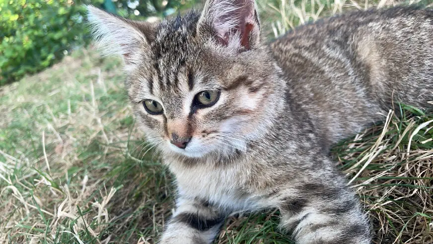 Chatte Perdue 49 Maine-et-Loire Brissac-Loire-Aubance - Cherry Chatte Perdue 49 Maine-et-Loire Brissac-Loire-Aubance - Cherry