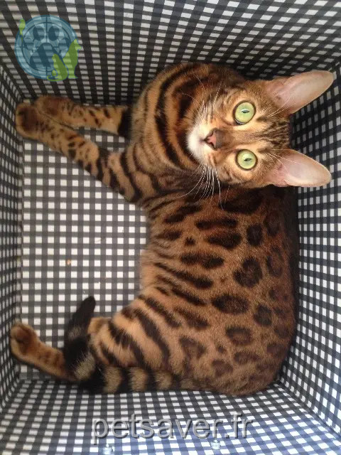 chatte perdue 49320 Brissac-Loire-Aubance Havane chatte lost 49320 Brissac-Loire-Aubance Havane