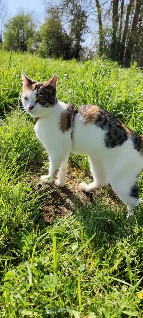 chatte lost    Chemillé-en-Anjou Kaly