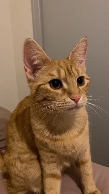 chatte lost    Chemillé-en-Anjou Mia