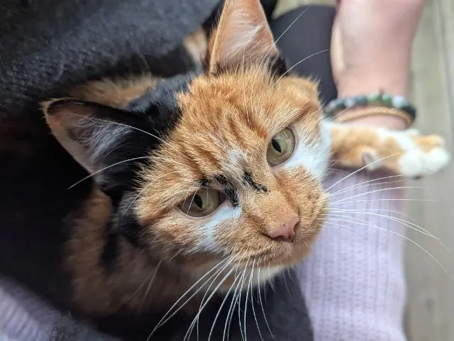 chatte lost    Chemillé-en-Anjou Ginette