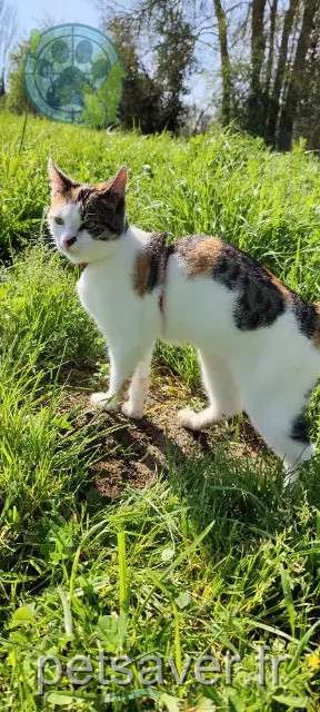 kat vermist Chemillé-en-Anjou Kaly kat lost Chemillé-en-Anjou Kaly
