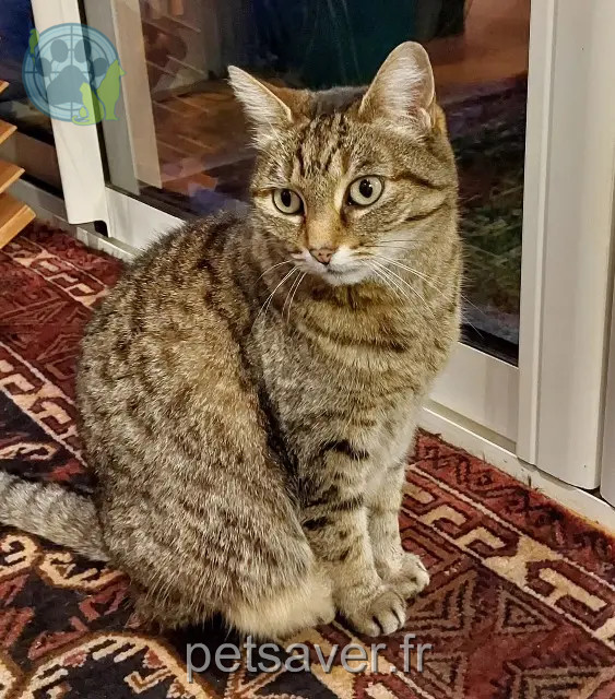 chatte perdue 49400 Saumur Ciboulette chatte lost 49400 Saumur Ciboulette