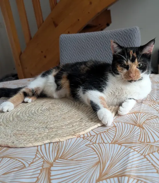 chatte lost   49130 Les Ponts-de-Cé Evie