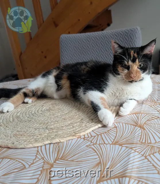 Katze vermisst 49130 Les Ponts-de-Cé Evie Katze lost 49130 Les Ponts-de-Cé Evie
