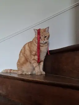 chatte lost   49150  Félicis