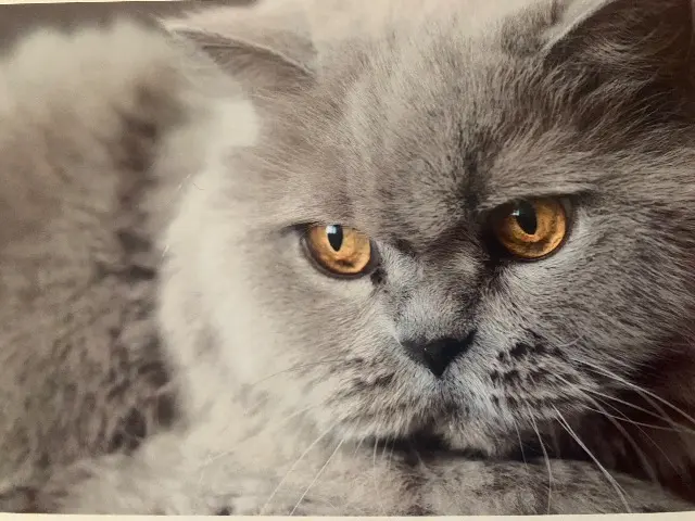 chatte lost   49300 Cholet Féline