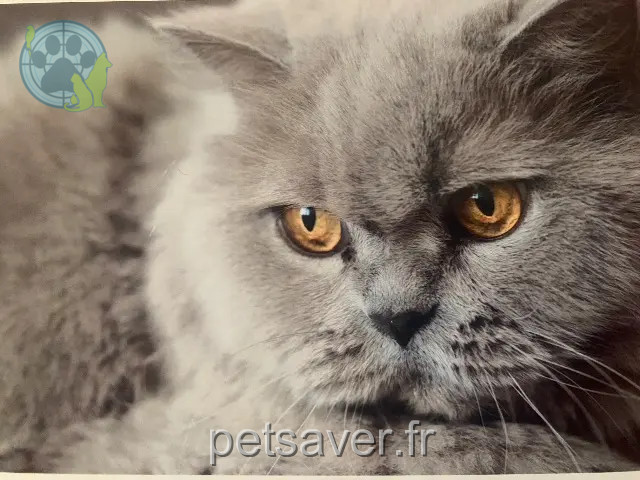 kat vermist 49300 Cholet Féline kat lost 49300 Cholet Féline