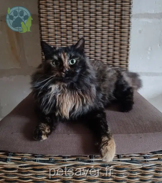 chatte lost   49350 Gennes-Val-de-Loire Bourriquette