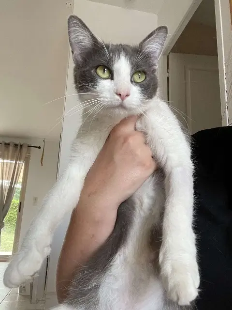 chatte lost   49350 Gennes-Val-de-Loire Nuty