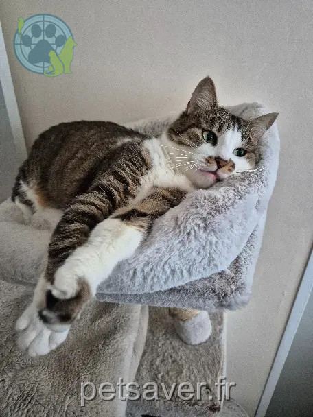 Chatte Perdue 49 Maine-et-Loire - Happy Chatte Perdue 49 Maine-et-Loire - Happy