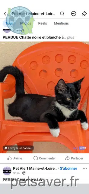 Katze lost 49130 Sainte-Gemmes-sur-Loire Jazz