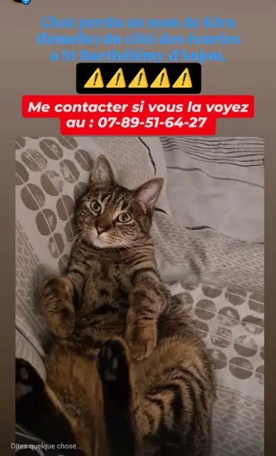 chatte lost   49124 Saint-Barthélemy-d'Anjou Kira