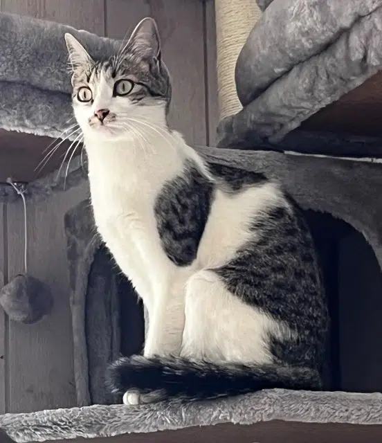 chatte lost   49125 Cheffes Kiss