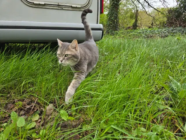 chatte lost    Les Garennes-sur-Loire Tsookie